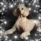 Lesley Saunders Avatar